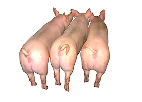 3.jpg 3.jpg